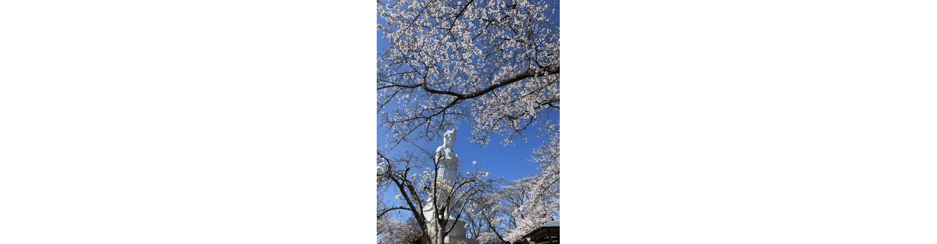 花花