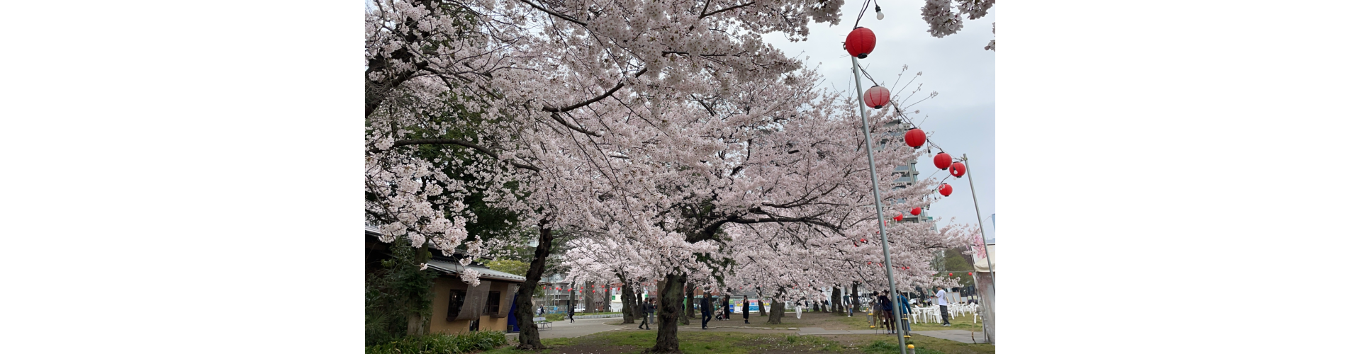 花花