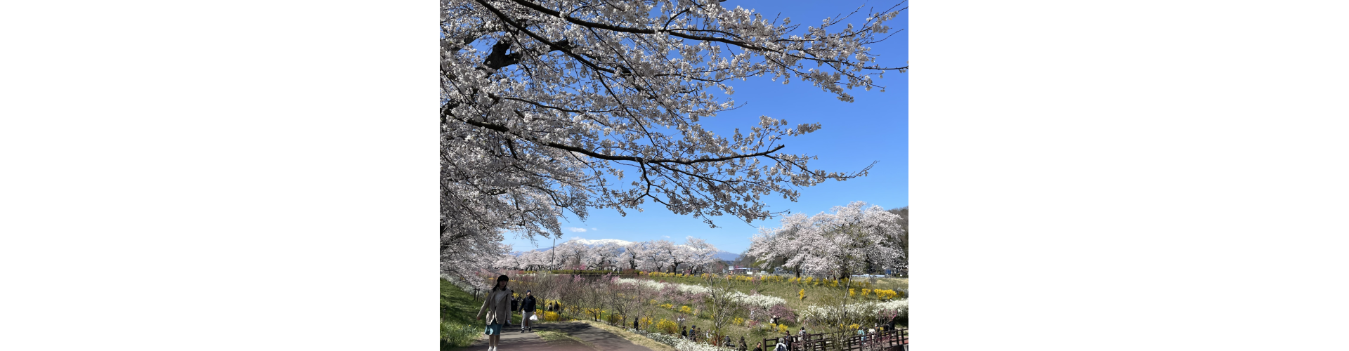 花花