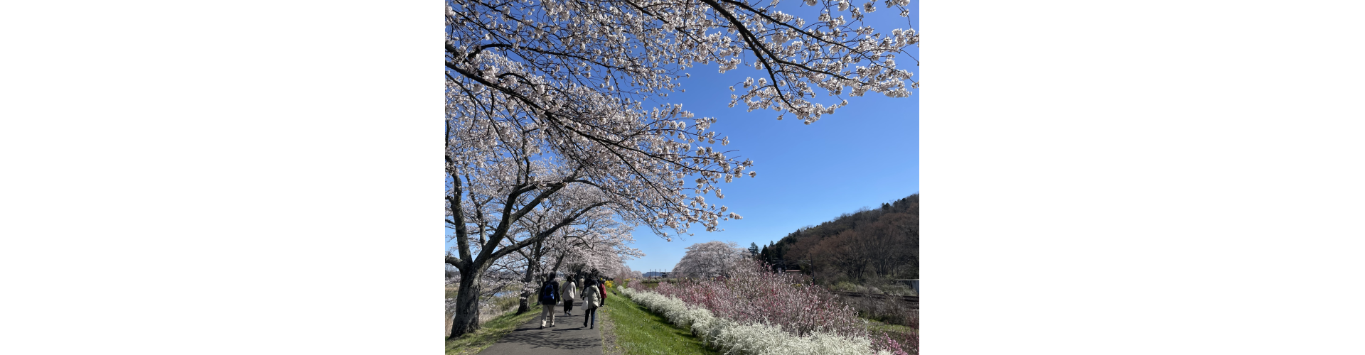 花花